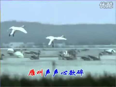 雁南飞 Youtube 雁南飞 Youtube