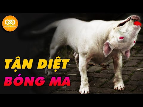 Video: Hành vi của chó: Tìm hiểu quá trình giải mẫn cảm