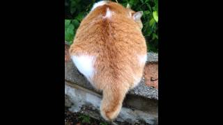 Котик забавно шевелит коротким хвостом Котик забавно шевелит коротким хвостом