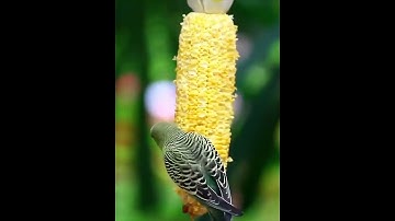 Burung Berwarna Cantik - Part 30 #shorts #shortsvideo