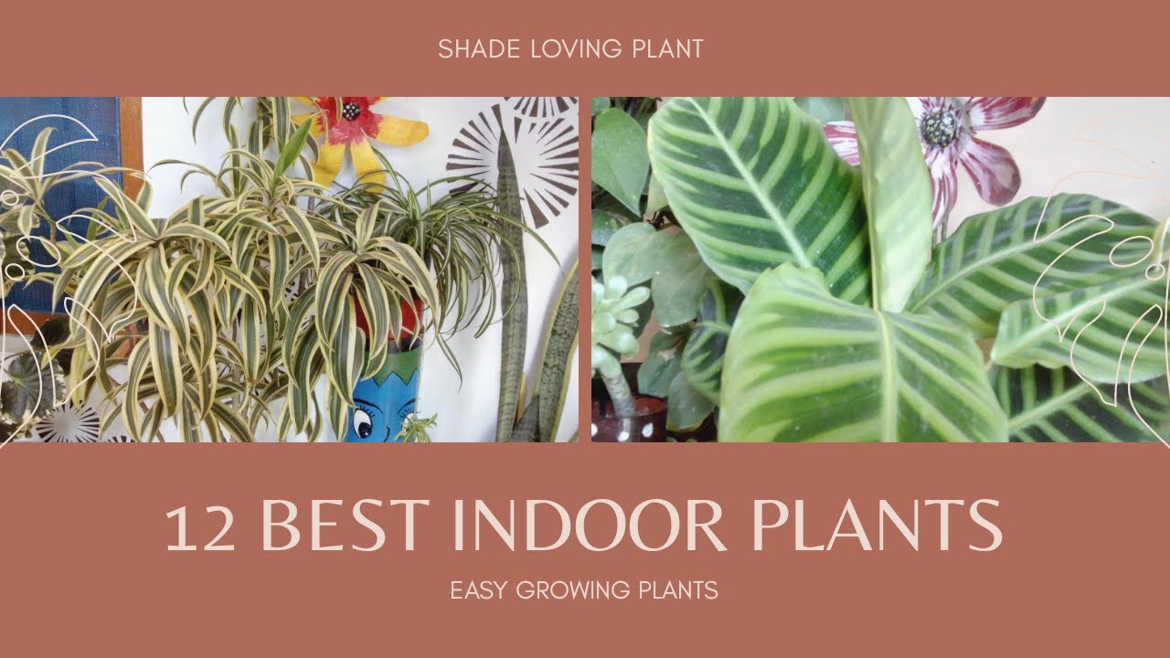 12 Best Indoor Plants - Easy to grow plants/Best low light plants(shade