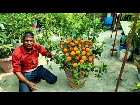 वीडियो: कटिंग बैक फ्लावरिंग क्विंस - कैसे एक ऊंचे फूल वाले क्विंस ट्री को प्रून करें