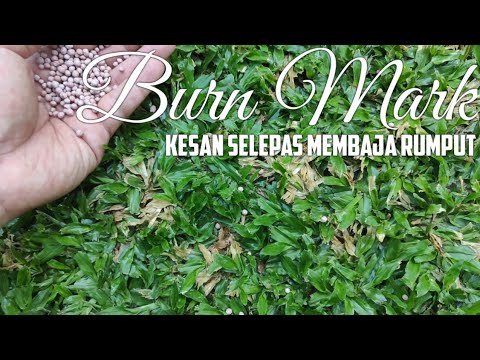 KESAN TERBAKAR Selepas Membaja Rumput | Burn Mark After Fertilizer Application on the Lawn