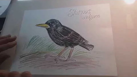 Seeing Starlings with Annette LeBlanc Cate