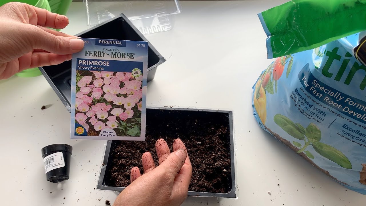 Starting Primrose Flower Seeds Indoors Zone 5b YouTube