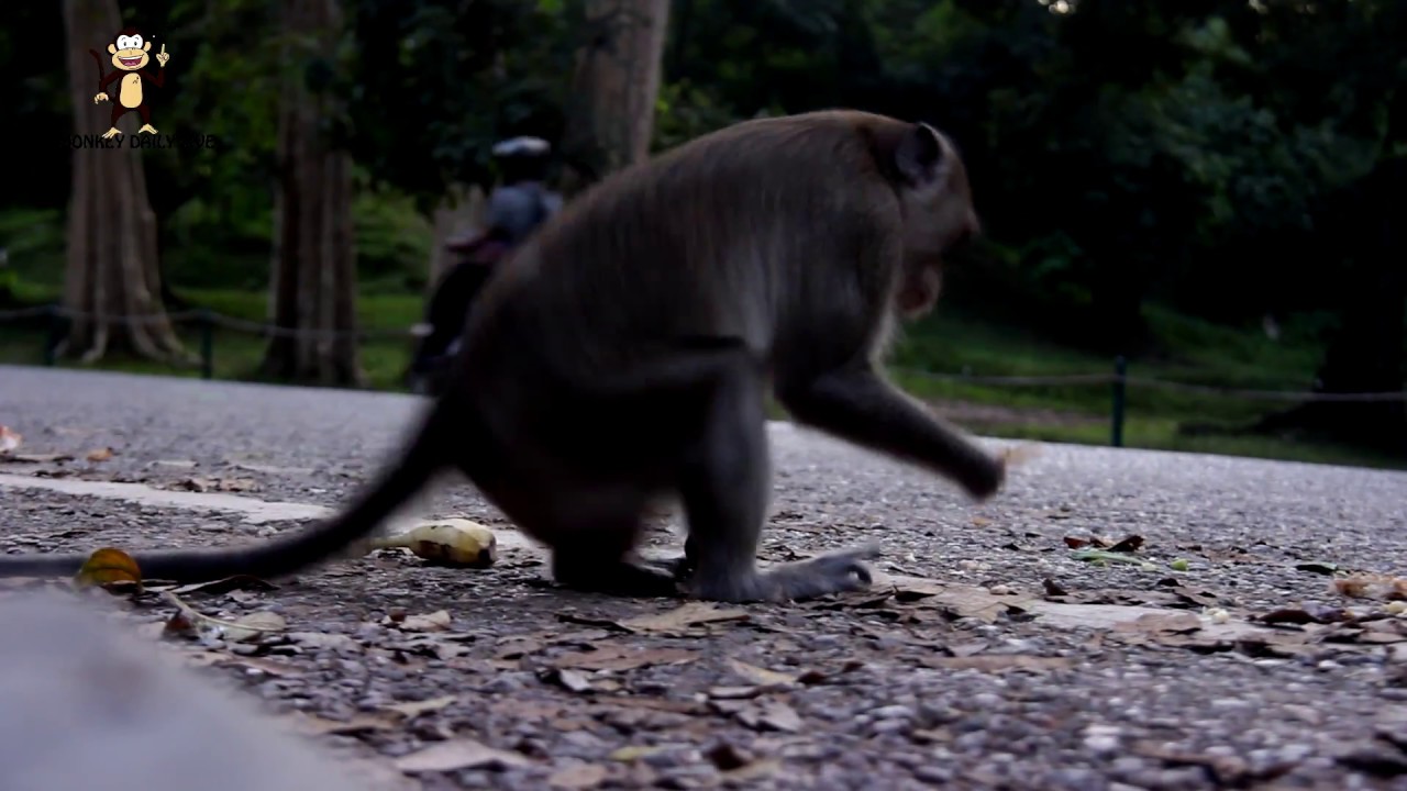 wow !! monkeys group meeting near bayon temple