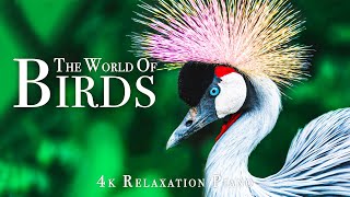 World Of Birds 4K  Scenic Wildlife Film With Piano Calming Music, Life Of Birds