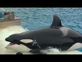 Ikaika/Makani Splash returns - April 7, 2018 - SeaWorld San Diego