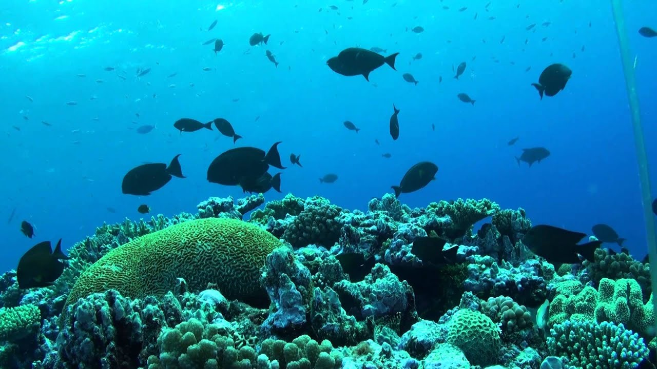 Les techniques vidéos d'observation du milieu marin (Staviro et ...
