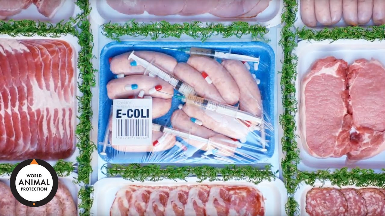Investigation | Superbugs in supermarket meat