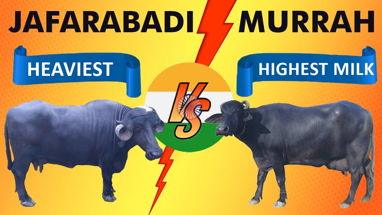 Murrah Vs Jafarabadi