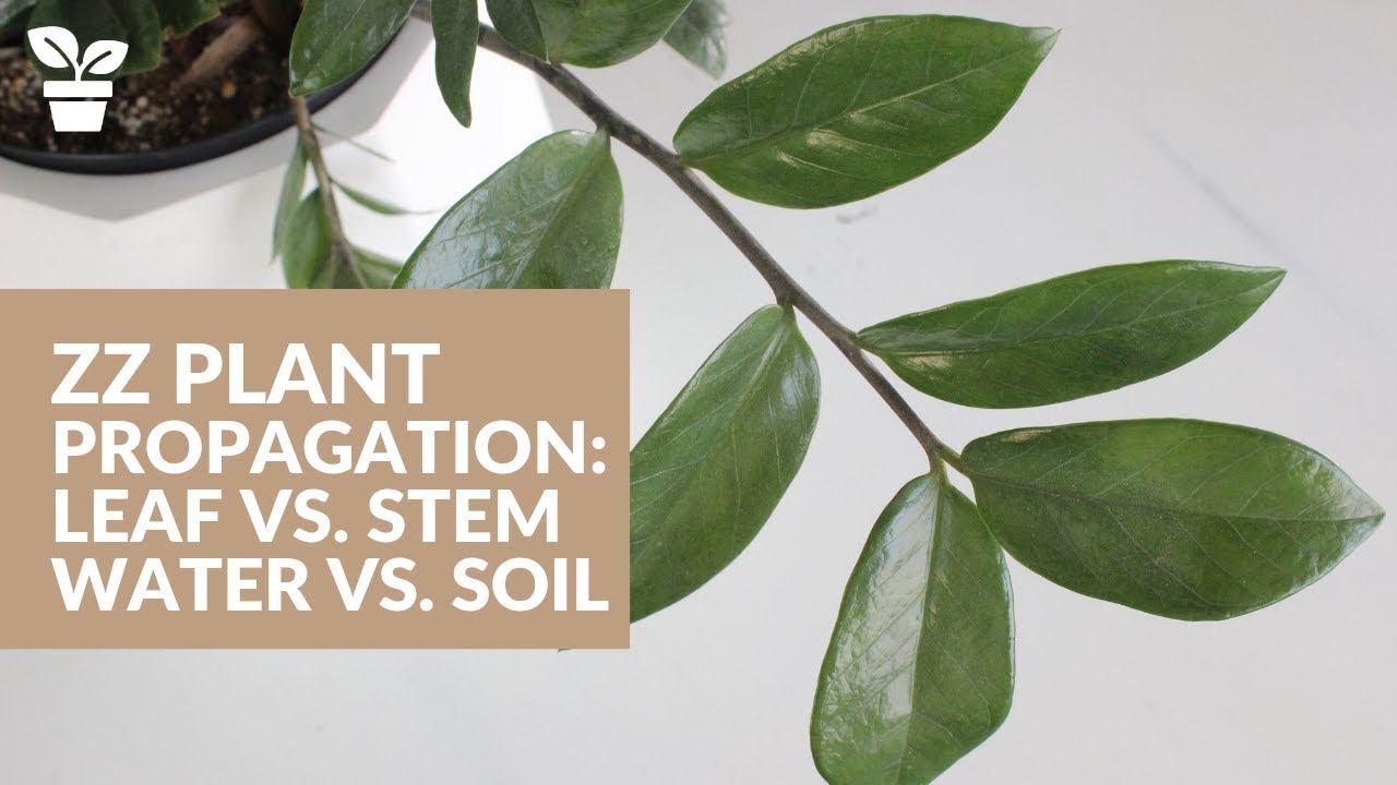 ZZ Plant Propagation By Cutting ZZ Plant Propagation In Water ZZ ZZ Plant Propagation By Cutting ZZ Plant Propagation In Water ZZ