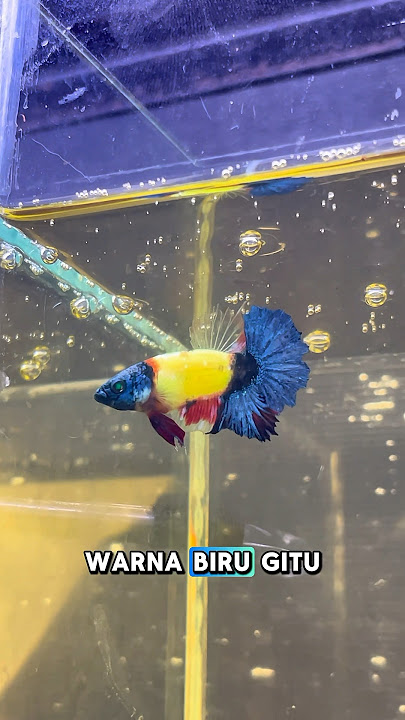SPILL IKAN CUPANG YANG DI BELI HARGA 1 JUTA! #ikanhias #fishcupang #bettafish #cupangindonesia