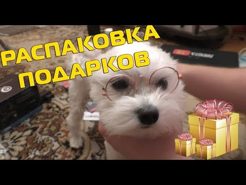 Подарки зверодеткам от Banggood | котята хотят играть
