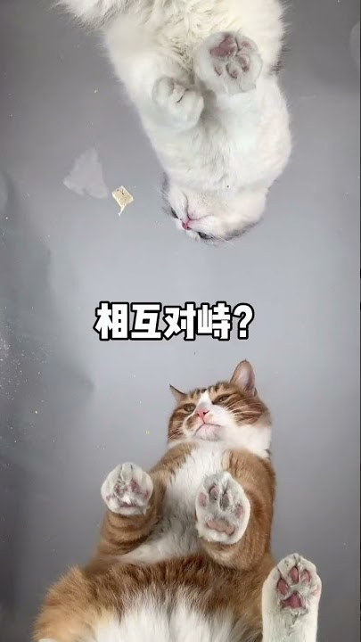 Cute cats fighting - TikTok Chinese