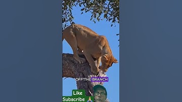 Lion Digs Inside Tree to Get to Leopard Cub that’s Hiding #shortsfeed #Tapas  #wildlife #animals