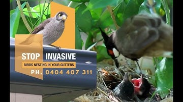 Birds nesting in your gutters?