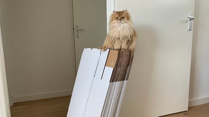 Watch the video about MOVING WITH CATS - When The Boxes Arrive