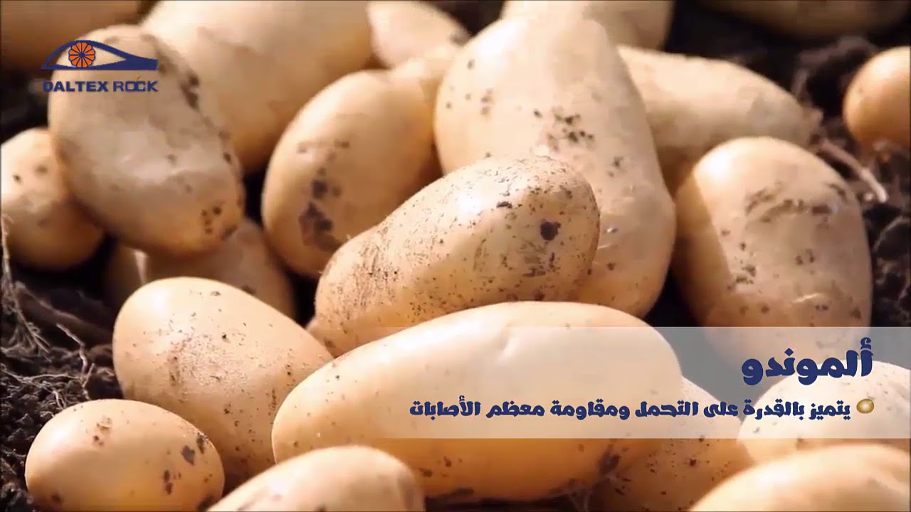 حصاد صنف البطاطس ألموندو