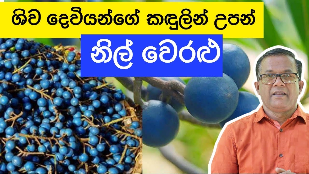 නිල් පාට වෙරළු කාලා තියනවද? ඖෂධීය ගුණයෙන් අනූන Blue Olives | Ceylon Agri |Episode 182