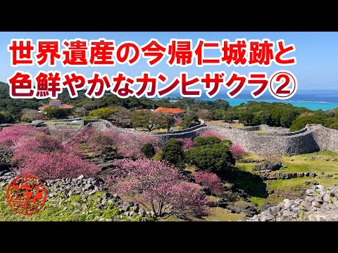 【世界遺産】今帰仁城跡と鮮やかなカンヒザクラ②