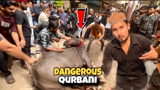 Humari Qurbani Ki Bhains Bagh Gyi Angry Buffalo Qurbani Run Away 2025