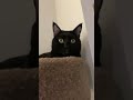 Sherlock HeiHei: Eyes Everywhere, Nose on Duty 🐾🤭#shorts#cute #blackcat k