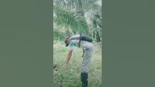 bom ruis koen tana flores#manggarai