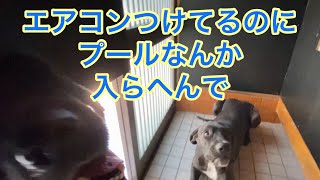 DIY エアコン設備とプール遊び？ 超大型犬との暮らし ニューファンドランド グレートデン 渡辺ボス