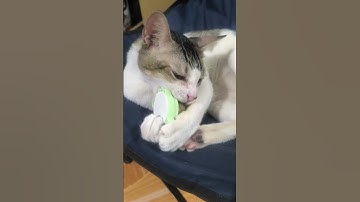 First time playing with a catnip ball. This kitty won