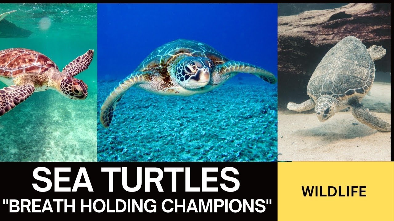 Sensory superpowers of sea turtles