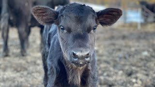 It’s a Girl! Calving season is officially here.