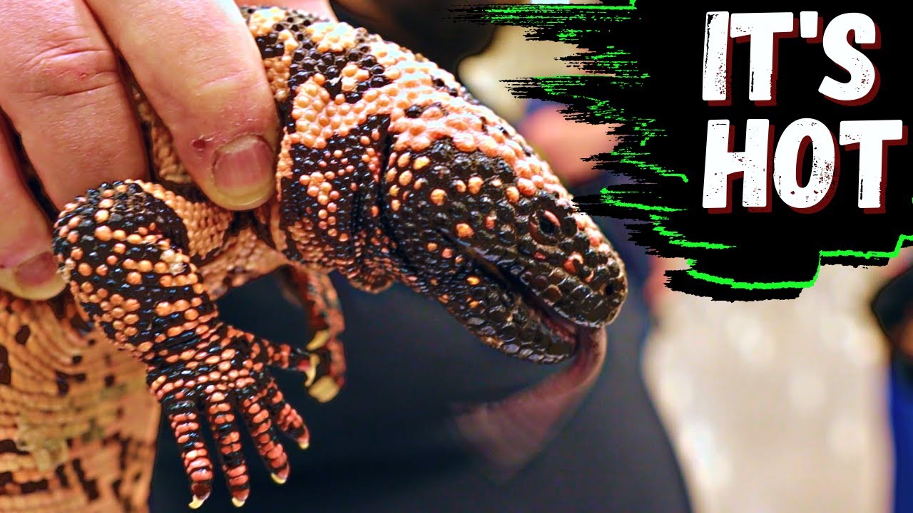 Epic Reptile Expo Tour Of PACNWRS *October 2022* YouTube