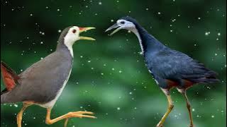 Quốc Mái Kêu  | tiếng chim quốc Mái kêu gọi đàn kích thích lao vào bẫy, bẫy chuẩn | Easy bird trap