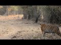 Male tiger spots an intruder in his territory.