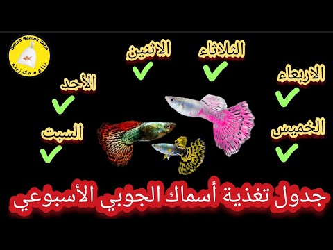 فيديو: كم مرة تطعم أسماك الجوبي؟