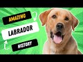 FASCINATING HISTORY OF THE LABRADOR