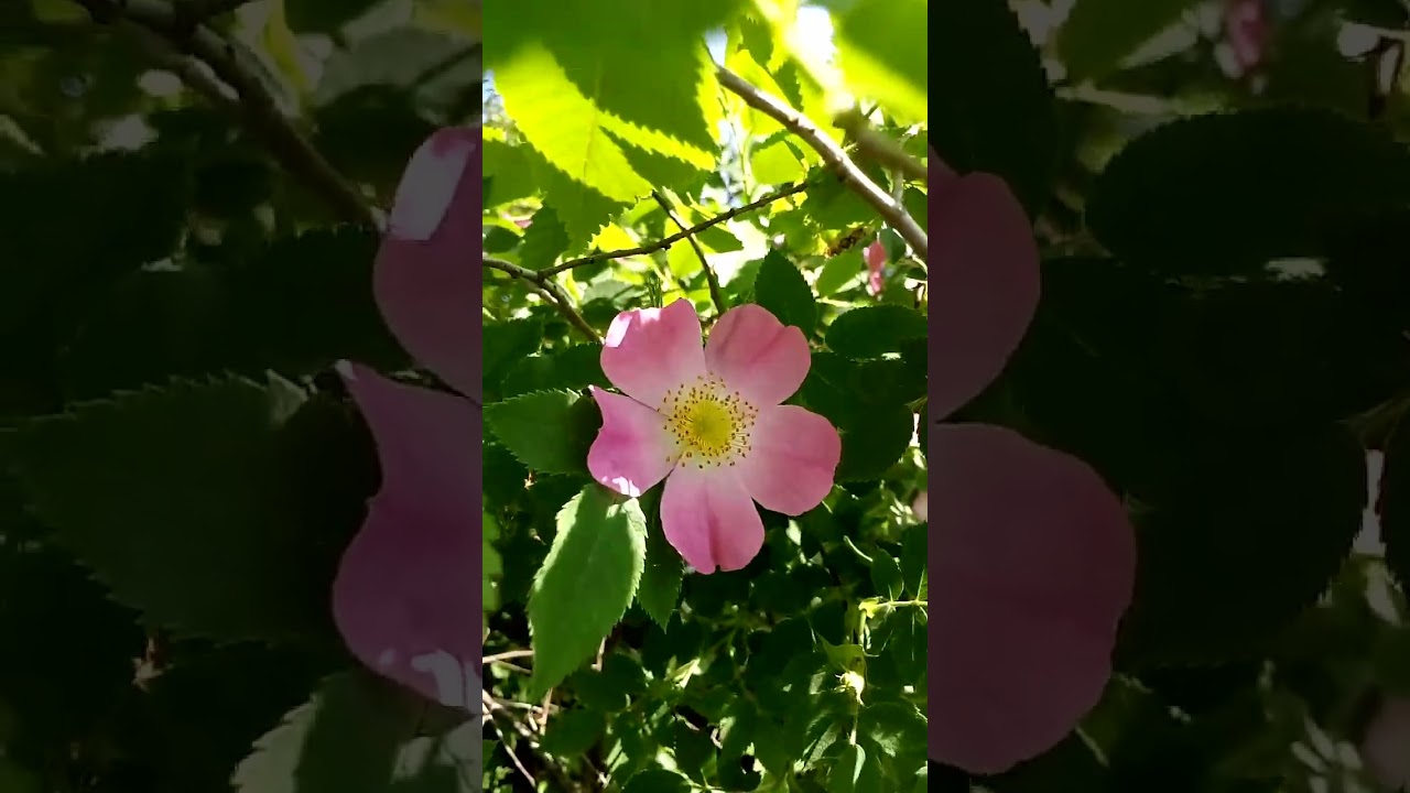 Интересный красивый цветок шиповника весной Interesting beautiful rose hip flower spring 有趣的美丽玫瑰果花