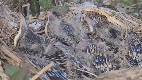 Noog ua me nyuam July 17,23