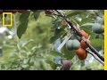 This Crazy Tree Grows 40 Kinds of Fruit | National Geographic