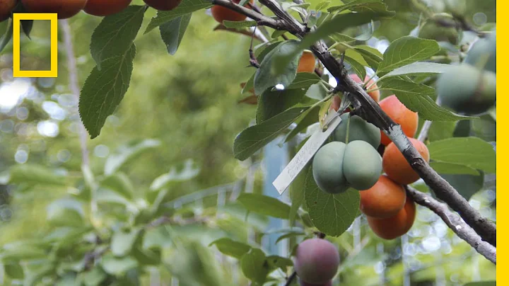 This Crazy Tree Grows 40 Kinds of Fruit | National Geographic - DayDayNews