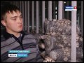 Фермеры Аксубаевского района начали выращивать грибы