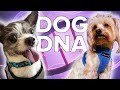 We DNA Tested Our Dogs