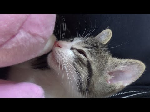 人形と仲良くお昼寝する子猫の豆ちゃんとキャットタワーで熟睡する大ちゃん。【赤ちゃん猫】【保護猫】