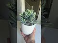 Kristen 🩷 Cutest 3-in-1 charger that looks like a plant! #3in1charger #powerbank #phonecharger
