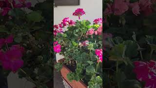 How to save geraniums for winter? My geraniums i overwinter indoor in a spare room#ilovegardening. How to save geraniums for winter? My geraniums i overwinter indoor in a spare room#ilovegardening.