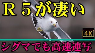 キヤノン R5 で野鳥撮影 SIGMA 150-600mm F5-6.3 DG OS HSMでも高速連写、鳥瞳ＡＦが可能であった。その設定を紹介する。