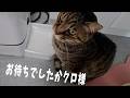 水を要求されると思ったら　【４猫暮らし1533s】