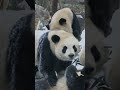Giant pandas frolic in man-made snow #ytshorts