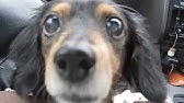 しゃべる犬モカ 本当にしゃべります Youtube